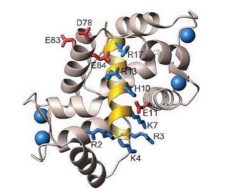 蛋白质多肽.jpg